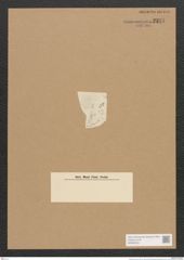 Schizonema sp. (de-Toni-Nr.: Genus 20) Zeichnungen Sammlung Grunow Nr. 2327 (NHMW-BOT-W0369453)